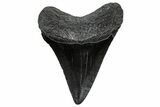 Juvenile Megalodon Tooth - South Carolina #302147-1